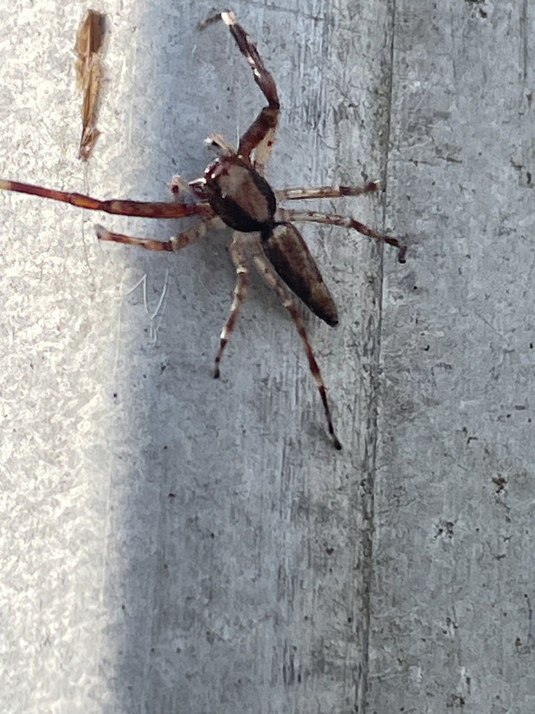 Helpis gracilis