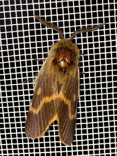 Lemonia dumi