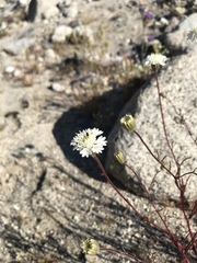 Chaenactis fremontii