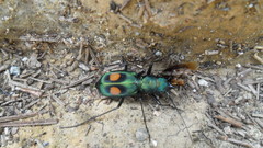 Pseudoxycheila chaudoiri