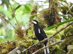 Entomodestes coracinus