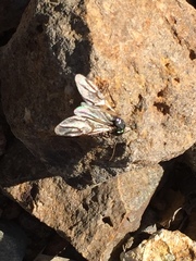 Camponotus sansabeanus