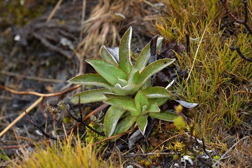 Image of Celmisia dallii by (c) Christopher Stephens, some rights reserved (CC BY-SA)