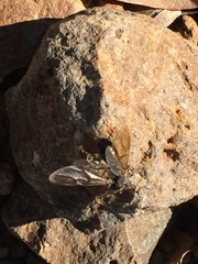 Camponotus sansabeanus