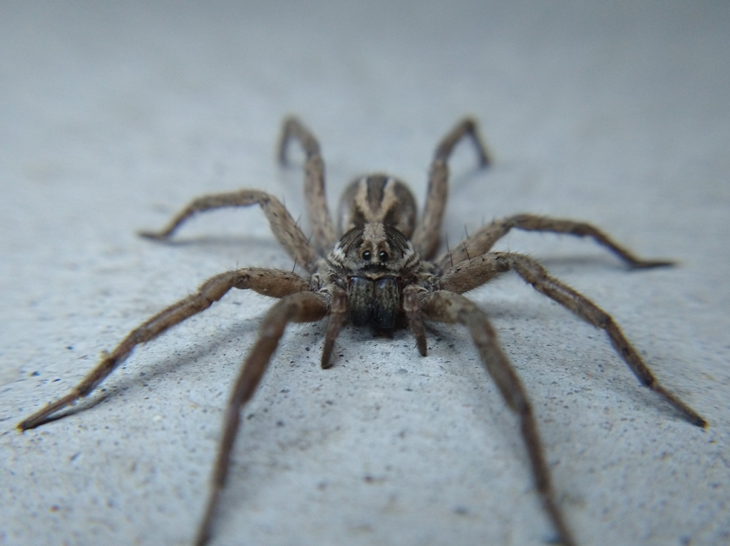McCook's Split Wolf Spider