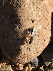 Camponotus sansabeanus