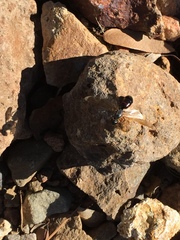 Camponotus sansabeanus