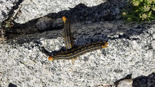 iNaturalist observation photo of White-lined Sphinx