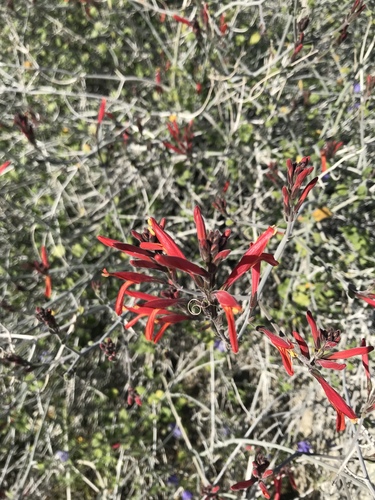 iNaturalist observation photo of chuparosa