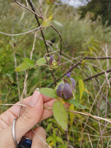 Codonopsis ussuriensis, photograph 5