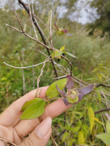 Codonopsis ussuriensis, photograph 4