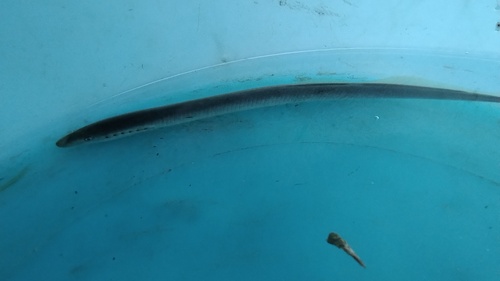 Po brook lamprey (Lethenteron zanandreai) — Petromyzontidae — 4