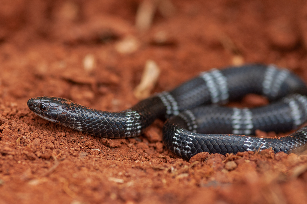 Boulenger's Garter Snake