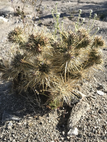 iNaturalist observation photo of Silver Cholla