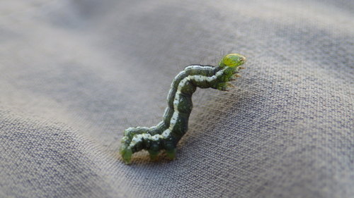 iNaturalist observation photo of Plusiine Looper Moths