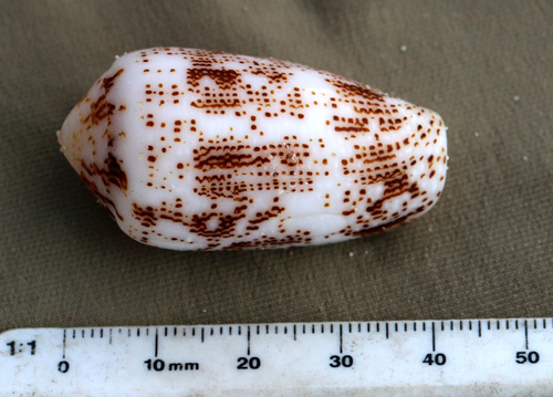 Conus stercusmuscarum observed 2023-10-18
