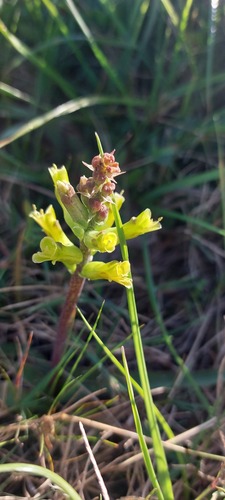 Lachenalia orchioides