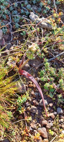 Lachenalia orchioides