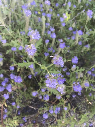 iNaturalist observation photo of distant phacelia