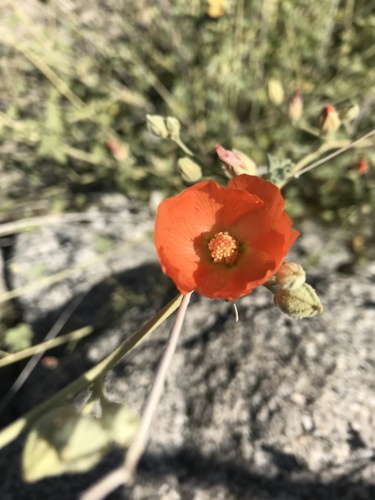 iNaturalist observation photo of apricot globemallow