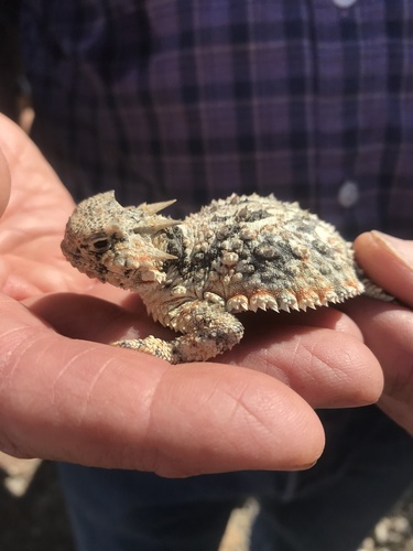 iNaturalist observation photo of Desert Horned Lizard