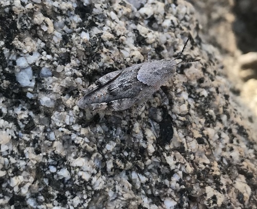 iNaturalist observation photo of Pallid-winged Grasshopper