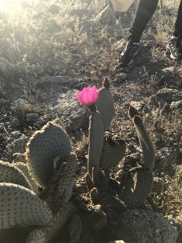 iNaturalist observation photo of Beavertail Pricklypear