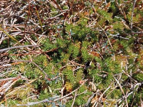 Image of Lateristachys diffusa by (c) John Barkla, some rights reserved (CC BY)