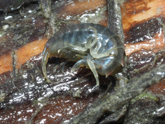 Gammarus roeselii