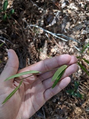 Asclepias pedicellata image