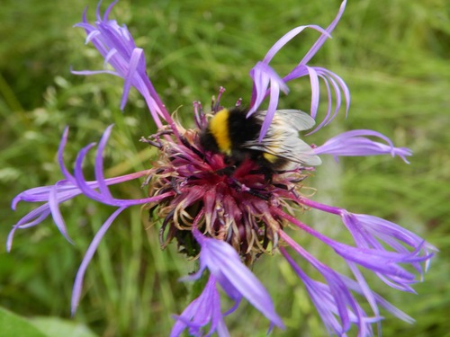 Cryptic Bumble Bee photo 4