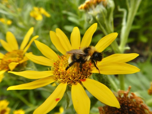 Ashton's Cuckoo Bumble Bee photo 4