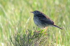 Anthus hellmayri