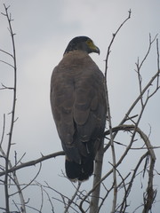 Spilornis cheela spilogaster