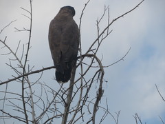 Spilornis cheela spilogaster