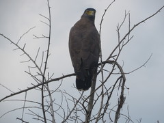 Spilornis cheela spilogaster