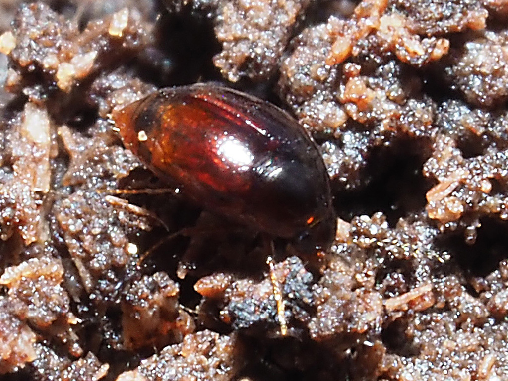 Scaphisoma boleti