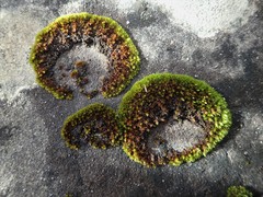 Orthotrichum kellmanii
