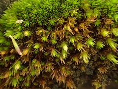 Orthotrichum kellmanii