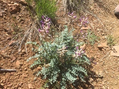 Astragalus tephrodes