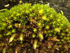 Orthotrichum kellmanii