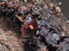 Scaphisoma boleti