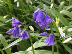 Hyacinthoides non-scripta