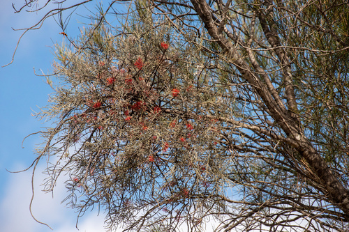 Amyema linophylla (Amyema linophylla)