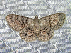 Myrioblephara pallibasis