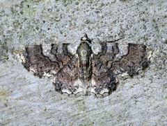 Myrioblephara pingasoides