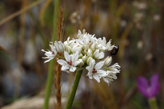 Allium lacunosum