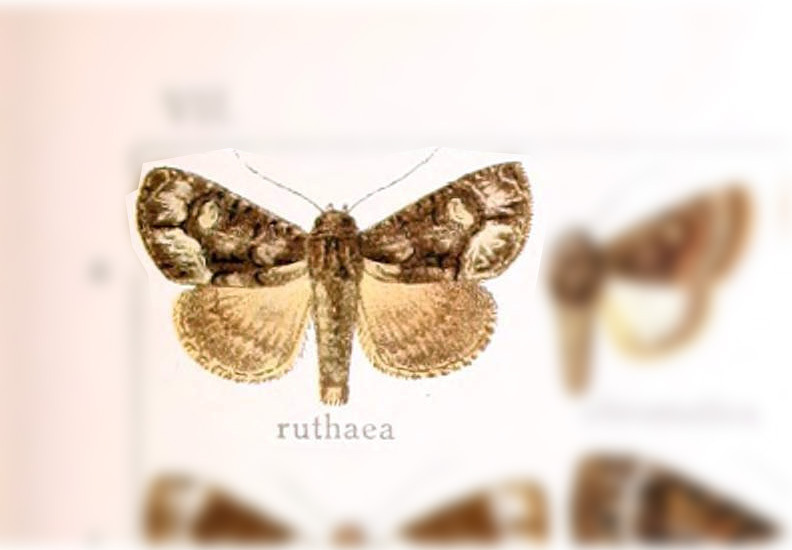 Cropia ruthaea