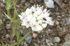 Allium lacunosum