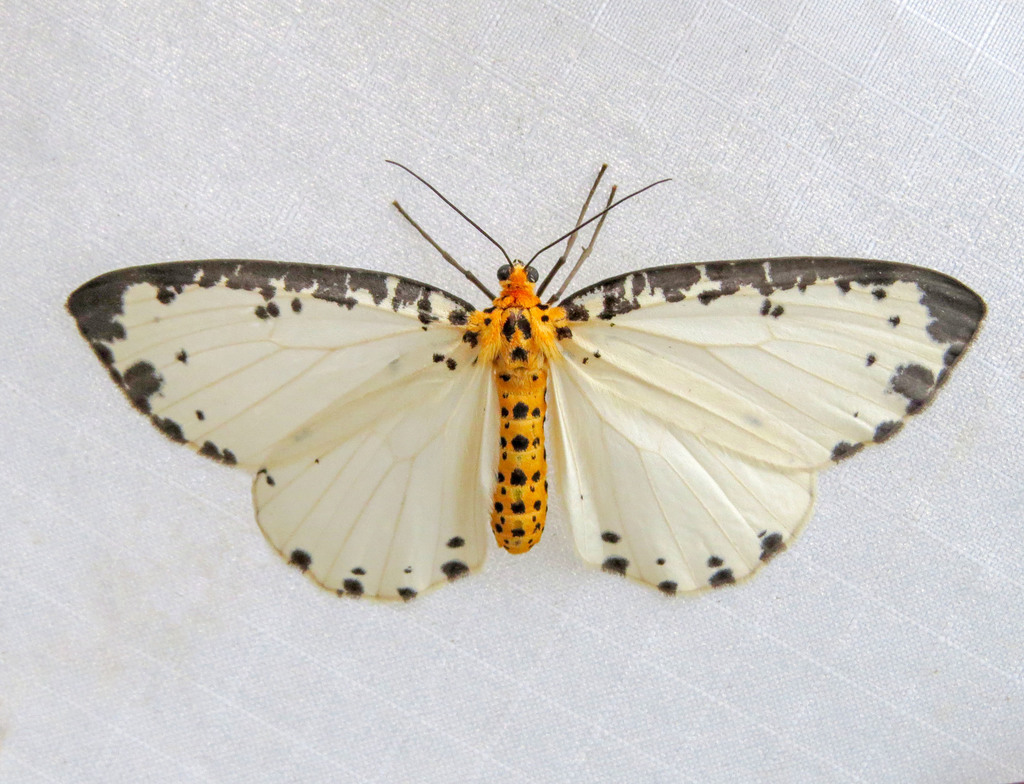 Abraxas incolorata